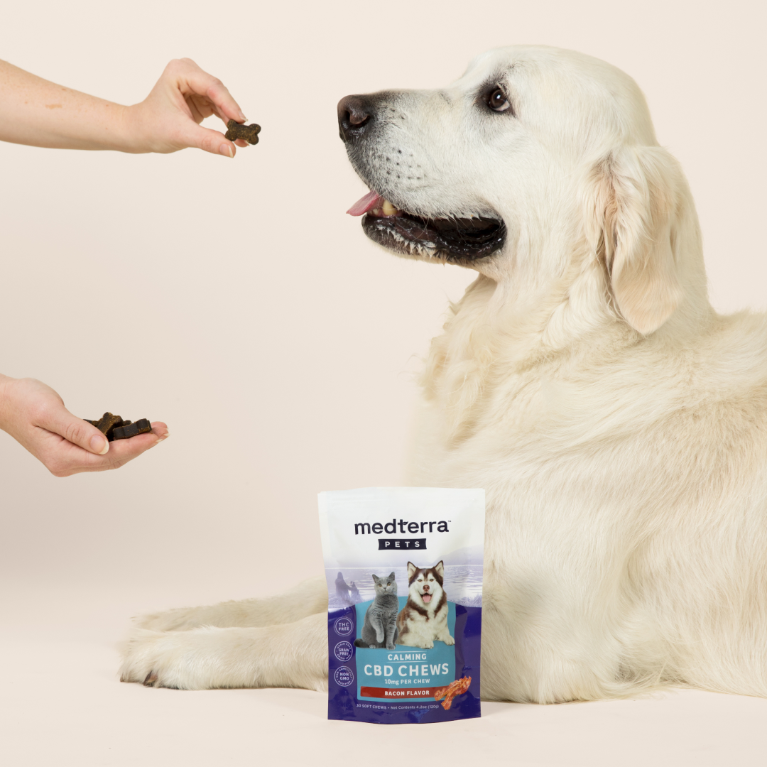 A large white dog eagerly looks at a treat held by a person off-screen. In front of the dog is a package of Medterra Pet CBD Calming Chews, enriched with L-Tryptophan and bacon flavor. The dog's tongue sticks out in anticipation.