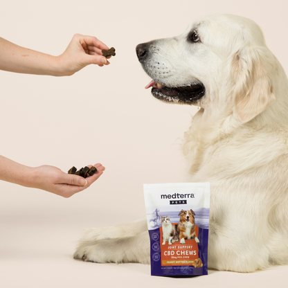 A large white dog sits next to a bag of "Medterra Pet CBD Joint Support Chews." A person's hand is outstretched towards the dog, offering a chew treat infused with Glucosamine. The dog looks intently at the treat, eager to improve its joint health. The background is a plain, light color.