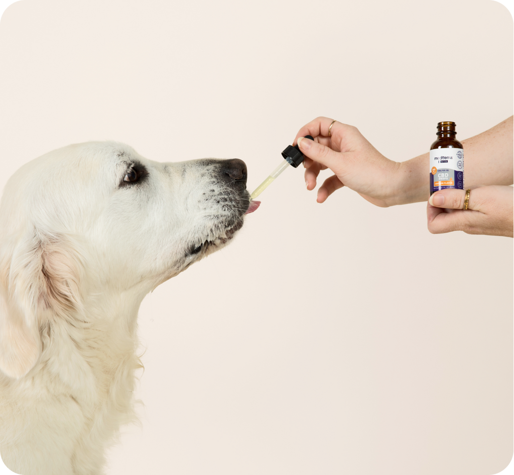 A large white dog is being given CBD pet drops from a dropper held by a person. The dog has its tongue out, about to lick the liquid. The person is holding a small amber bottle with a label. The background is plain and light-colored.