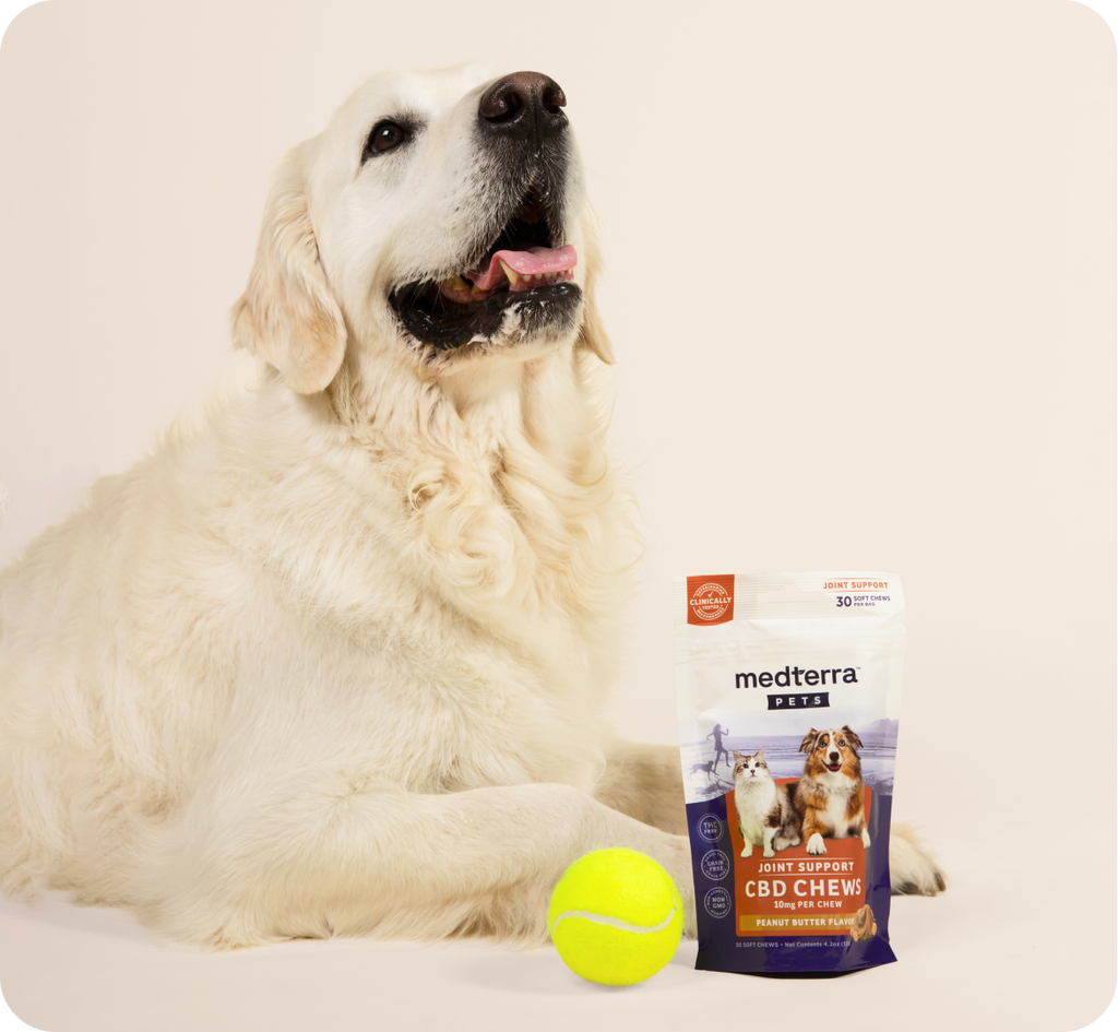 A golden retriever sits with its mouth open next to a pack of Medterra Pet CBD chews and a yellow tennis ball. The dog appears happy and relaxed, showcasing the benefits of joint health support from the CBD chews for pets positioned in front of it.