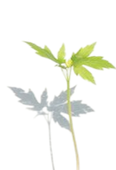 Small green plant with two stems and fresh leaves casting a shadow