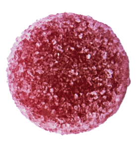 Close-up of a single red sugar-coated gummy candy