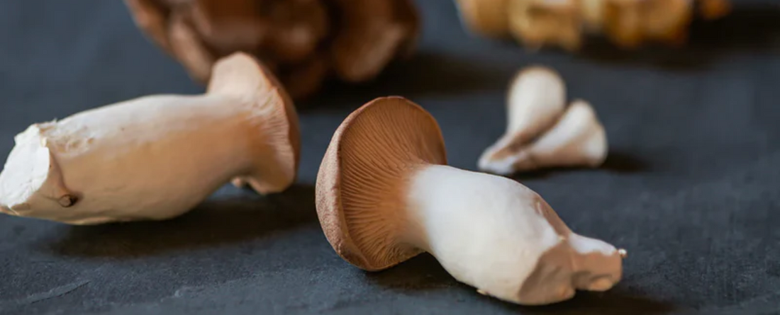 Various mushrooms, including Lion's Mane, on a dark surface, known for supporting brain function