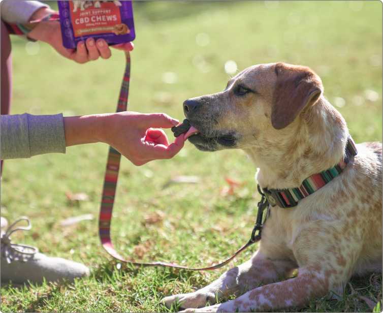 Person hand-feeding a CBD chew to a seated spotted dog on grass; purple package reads JOINT SUPPORT CBD CHEWS