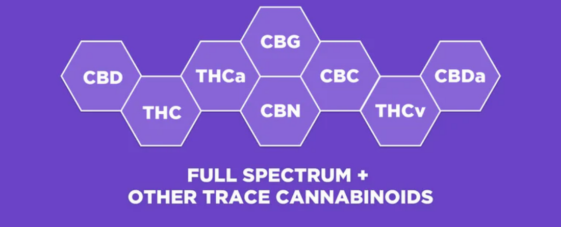 Medterra Launches Our True Full Spectrum CBD Line