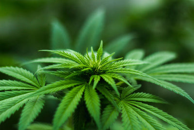 Does CBD Come from Marijuana?
