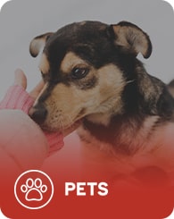 A small dog with dark fur and light patches is being petted by a hand wearing a pink sleeve. The image has a red overlay at the bottom with a paw print icon and the word "PETS" in white text.