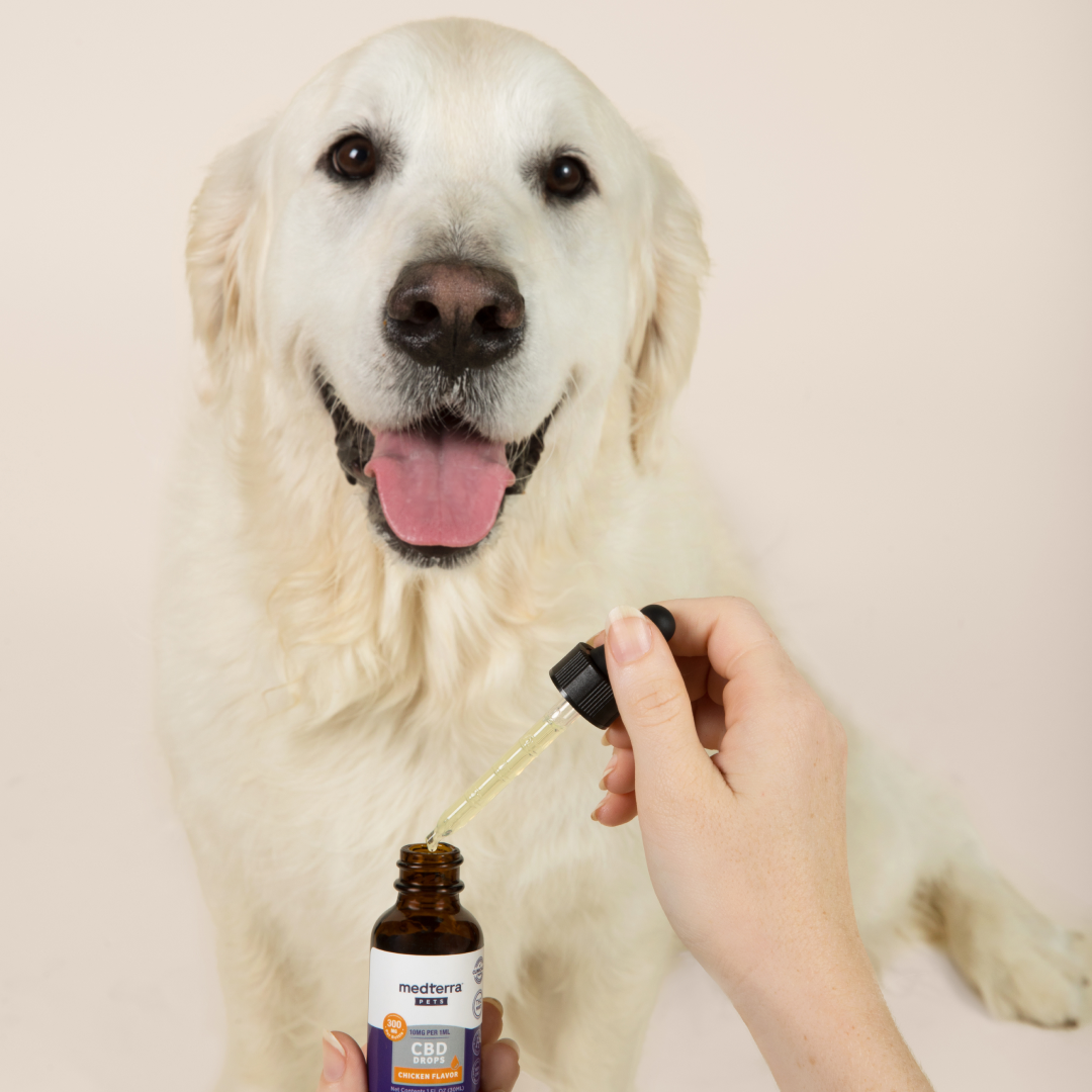 A golden retriever with its mouth open and tongue out sits calmly while a person holds a dropper of Pet CBD Drops close to its mouth. The dropper is filled with a yellow liquid from a brown bottle labeled "Medterra," known for using organic ingredients and natural beef and chicken flavorings.