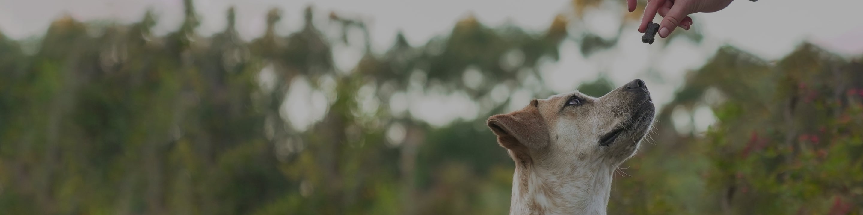 A dog with light brown and white fur looks up intently at a person's hand holding a Medterra CBD dog chew against a blurred background of trees and greenery.