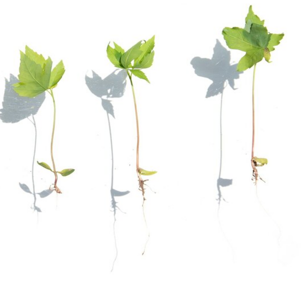 Three young plants in various stages of growth are displayed against a white background. Each plant, showcasing quality pure ingredients grown in the USA, has a slender stem with small roots visible at the base and two to three green leaves at the top. Shadows of the plants are cast on the background.